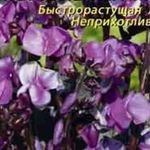 Долихос — гиацинтовые бобы: выращивание, уход, применение