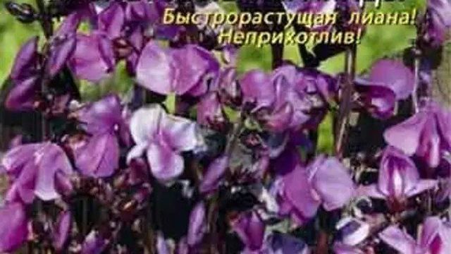 Долихос — гиацинтовые бобы: выращивание, уход, применение