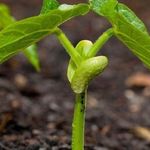 Как посадить фасоль