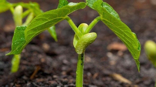 Как посадить фасоль