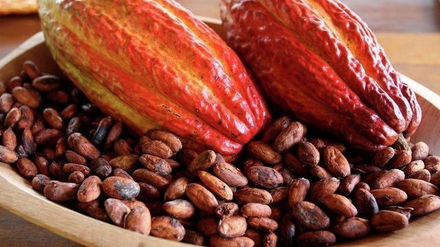 Где выращивают какао бобы в мире