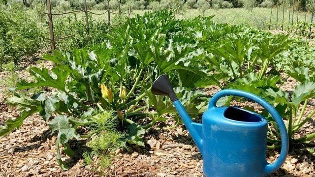Как поливать кабачок в открытом грунте