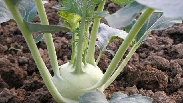 Как посадить и вырастить капусту “Кольраби” в открытом грунте