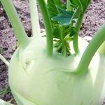 Капуста кольраби: выращивание в открытом грунте рассадой и семенами
