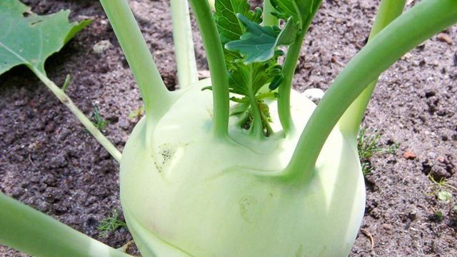 Капуста кольраби: выращивание в открытом грунте рассадой и семенами