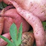 Батат (сладкий картофель): описание овощной культуры, правила посадки, сбор урожая