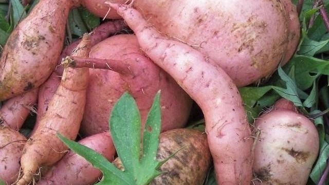 Батат (сладкий картофель): описание овощной культуры, правила посадки, сбор урожая