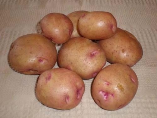 Бородянский розовый картофель