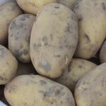 Характеристика и описание картофеля “Чароит”