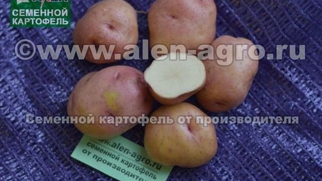 Ильинский сорт картофеля: описание, характеристика и фото Русский фермер