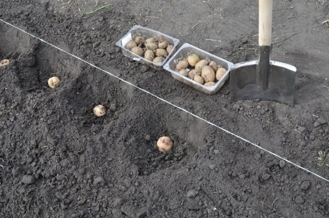 Глубина посадки картофеля под лопату