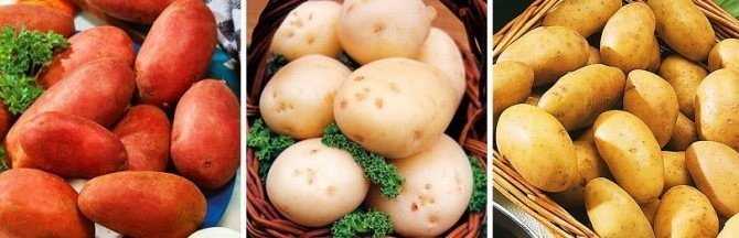 Картофель сорт горноалтайский