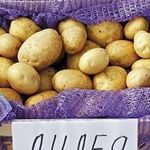 Настоящий, белорусский картофель «Лилея»
