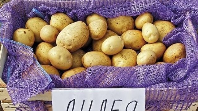 Настоящий, белорусский картофель «Лилея»