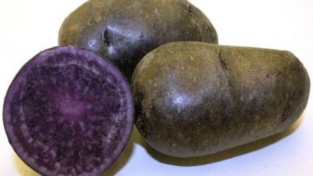 Фиолетовая картошка: полезные свойства, описание сортов с фото
