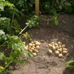 Описание универсального сорта картофеля на все случаи жизни