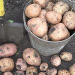 Ранний картофель Жуковский: отзывы и фото, описание и урожайность сорта