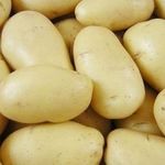 Ранний низкорослый сорт картофеля «Джувел» из Германии