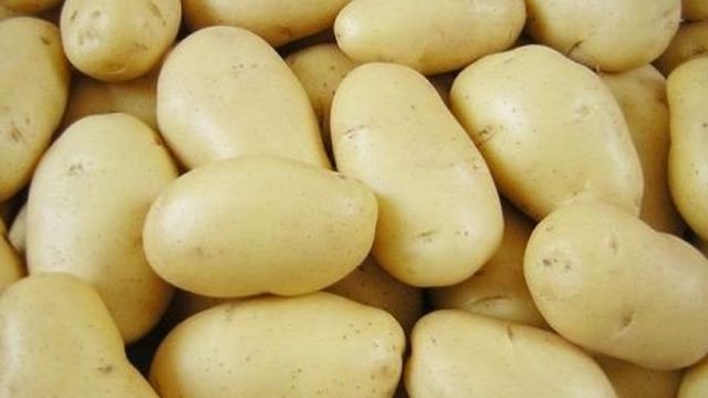 Ранний низкорослый сорт картофеля «Джувел» из Германии