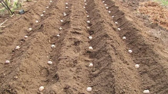Расстояние между рядами картошки при посадке