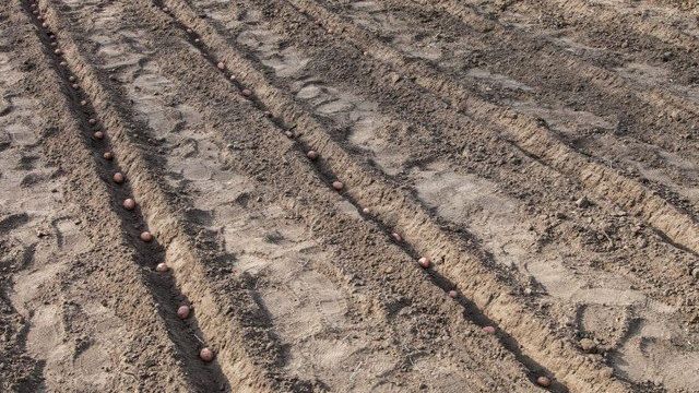 Рекомендуемая температура почвы для посадки картофеля