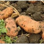 Сорт картофеля «Лапоть»: характеристика, описание, урожайность, отзывы и фото