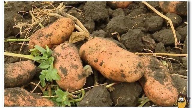 Сорт картофеля «Лапоть»: характеристика, описание, урожайность, отзывы и фото