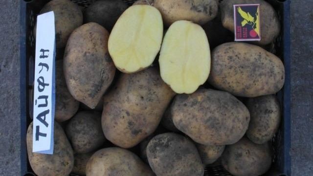 Сорт картофеля Тайфун: описание и характеристика, отзывы
