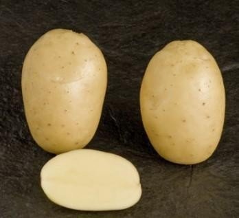 Сорт картофеля леди клер