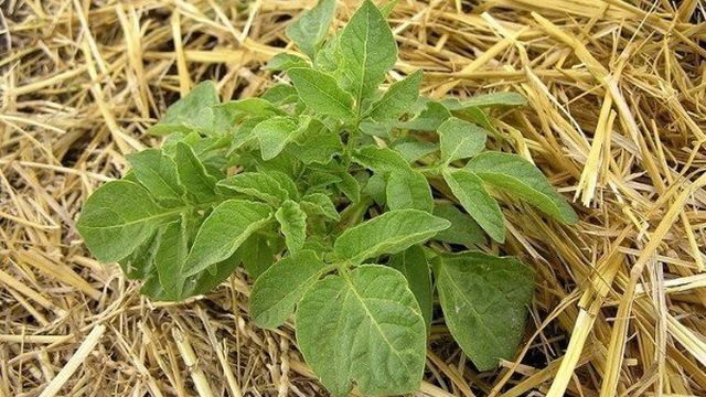 Посадка картофеля под соломой: способ для огорода без хлопот, как происходит выращивание на сене в грядах и коробах