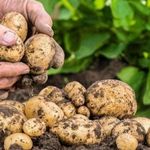 Техника для выращивания картофеля