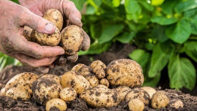 Техника для выращивания картофеля — картофелесажалка и мотоблок, выбор места для корнеплода, посадка и уход