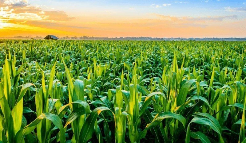 Кукурузные поля в италии