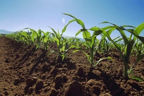 Технология возделывания кукурузы в зеленую массу