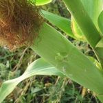 Как растет кукуруза — способы посадки и основной уход