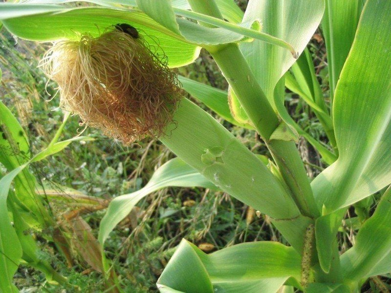 Zea mays кукуруза обыкновенная