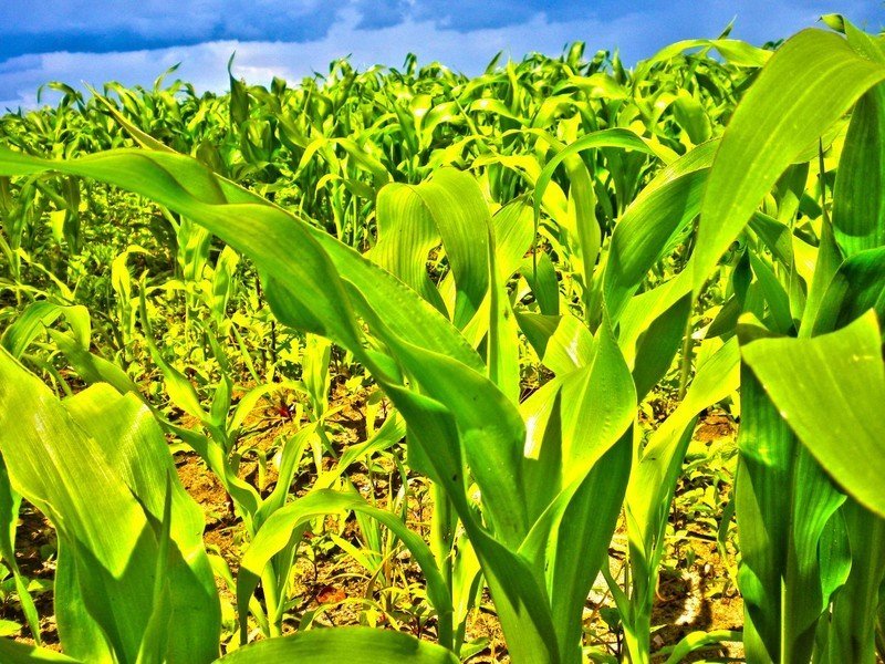 Зеленое поле кукурузы