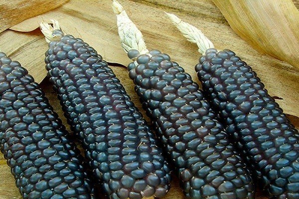 Синяя кукуруза хопи