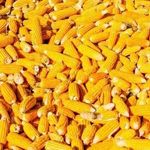 Когда и как сажать кукурузу в подмосковье в открытом грунте