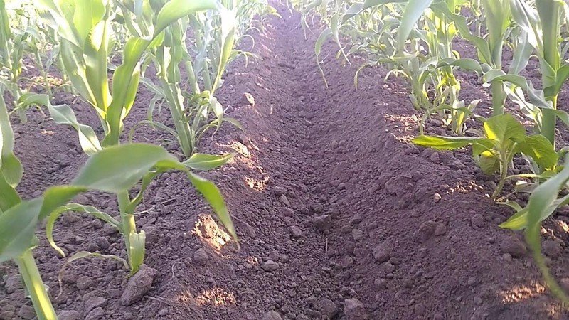 Почва для кукурузы