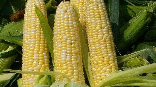 Когда сажать кукурузу в открытый грунт семенами в Средней полосе России