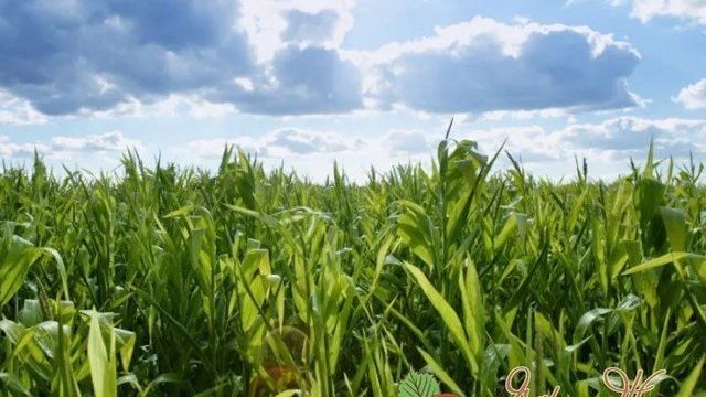 Время сбора урожая кукурузы по регионам россии. Когда собирать кукурузу