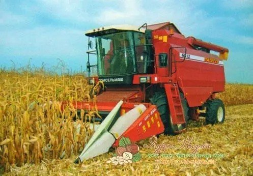 Уборка кукурузы на зерно