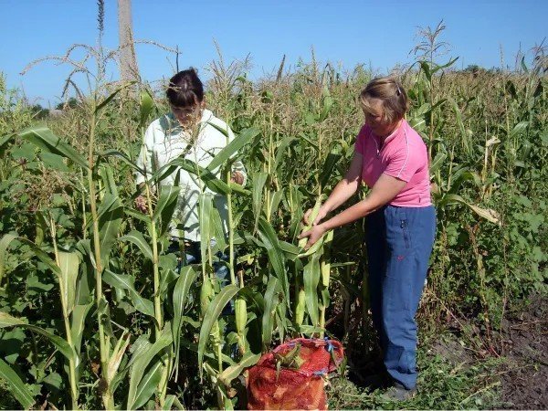Уборка урожая кукурузы