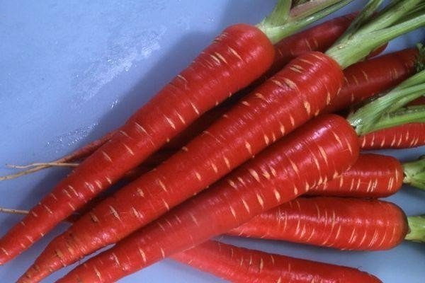 Самые красные сорта моркови