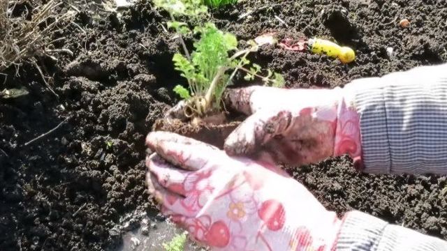 Как собрать семена моркови самостоятельно