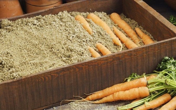 Хранение моркови в буртах