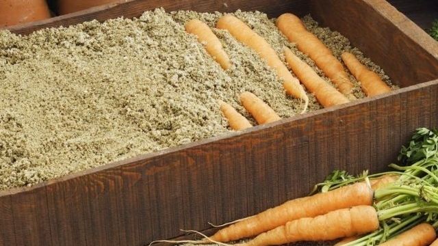 Как вырастить семена моркови своими руками