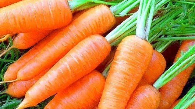 Когда убирать морковь с грядки