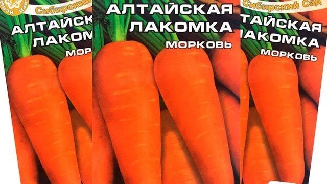 Неприхотливый и урожайный сорт моркови «Алтайская лакомка»